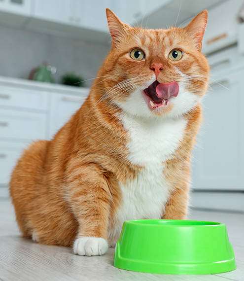 krill antártico para gatos